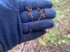 Hypericum nudiflorum