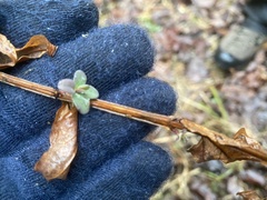 Hypericum nudiflorum