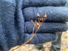 Hypericum nudiflorum