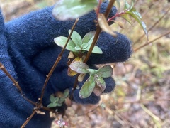 Hypericum nudiflorum