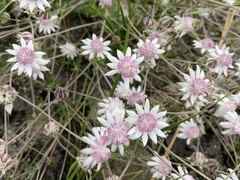 Actinotus forsythii