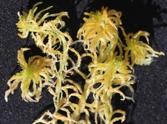 Sphagnum balticum