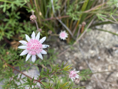Actinotus forsythii