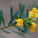 Graceful Bush Pea - Photo (c) tobyyy, some rights reserved (CC BY-SA), uploaded by tobyyy