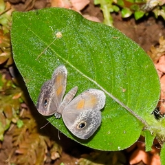 Perophthalma tullius