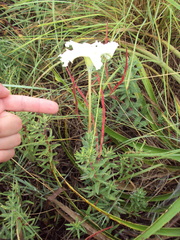 Mandevilla petraea