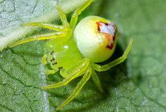 Heterognatha chilensis