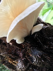 Clitocybe semiocculta