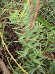 Mandevilla petraea