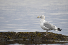 Larus argentatus