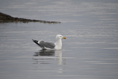 Larus argentatus