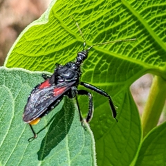Apiomerus repletus