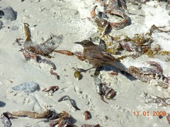 Cinclodes antarcticus antarcticus