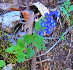 Scutellaria pseudocoerulea