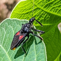Apiomerus repletus