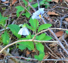 Lycianthes moziniana