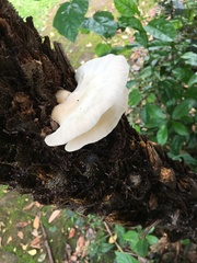 Clitocybe semiocculta