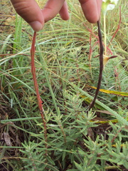 Mandevilla petraea