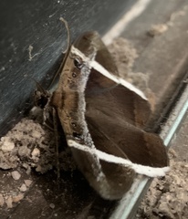 Hemeroblemma mexicana