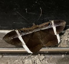 Hemeroblemma mexicana