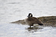 Branta canadensis