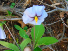 Lycianthes moziniana
