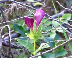 Spigelia scabrella