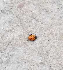 Hippodamia convergens