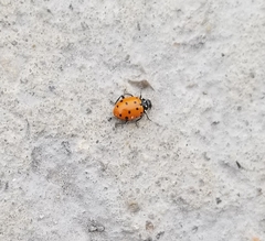 Hippodamia convergens