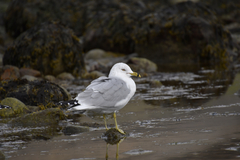 Larus delawarensis