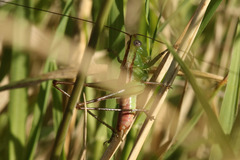 Conocephalus doryphorus