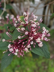 Clerodendrum quadriloculare