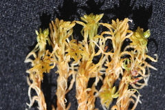 Sphagnum fuscum