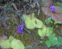 Pinguicula macrophylla