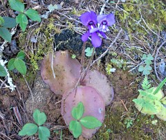 Pinguicula macrophylla