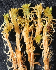 Sphagnum fuscum