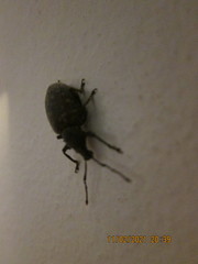 Otiorhynchus sulcatus