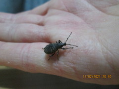 Otiorhynchus sulcatus