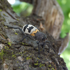 Aegorhinus phaleratus