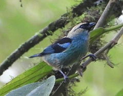 Tangara labradorides