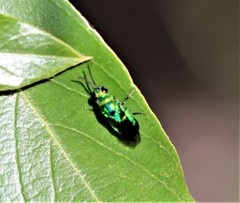 Chrysis lincea