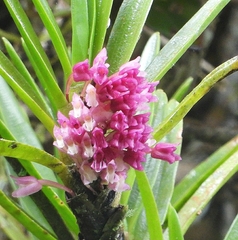 Maxillaria aggregata