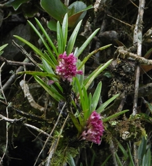 Maxillaria aggregata