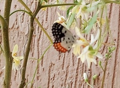 Talicada nyseus nyseus