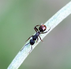 Polyrhachis lydiae