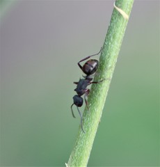 Polyrhachis lydiae