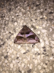 Bastilla arcuata