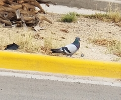 Columba livia domestica