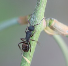 Polyrhachis lydiae
