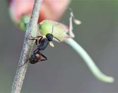 Polyrhachis lydiae